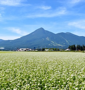 磐梯山とソバの花